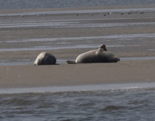 Seehunde auf der Sandbank