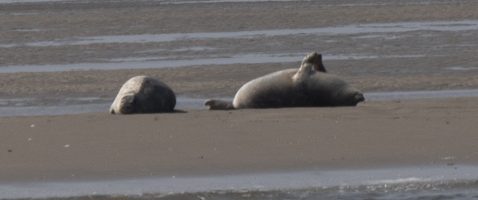 Seehundfahrt in Büsum